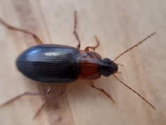 Calathus melanocephalus