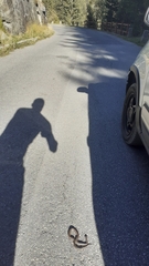 Vipera berus marasso