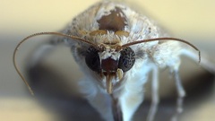 Pandesma robusta
