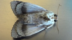 Pandesma robusta