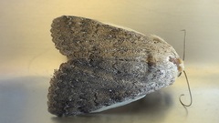 Pandesma robusta