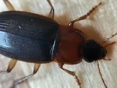 Calathus melanocephalus