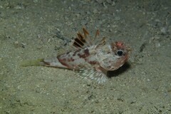 Maxillicosta scabriceps