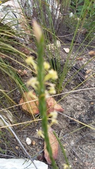 Struthiola parviflora