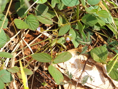 Calopogonium mucunoides