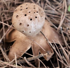 Myriostoma coliforme