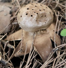 Myriostoma coliforme