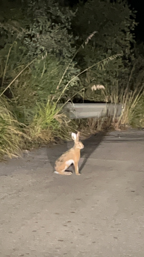 Apennine Hare, Palermo, Sicily, IT, photo 6 of 10