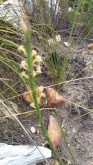 Struthiola parviflora