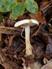 Hygrophorus hedrychii