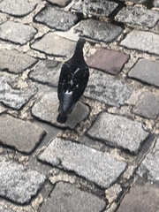 Columba livia domestica