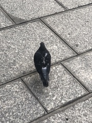 Columba livia domestica