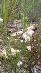 Erica fimbriata