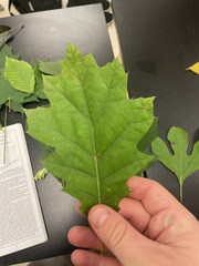 Quercus rubra