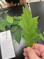 Quercus rubra