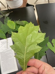 Quercus rubra