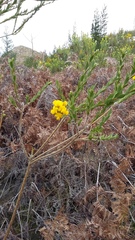 Liparia hirsuta