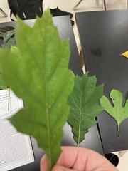Quercus rubra