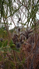 Liparia hirsuta