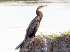 Anhinga rufa rufa