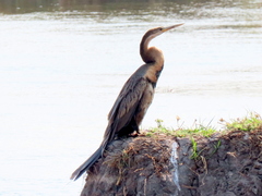 Anhinga rufa rufa
