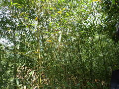 Phyllostachys makinoi