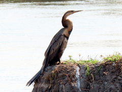 Anhinga rufa rufa