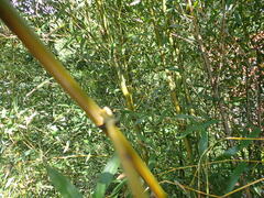 Phyllostachys makinoi