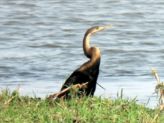 Anhinga rufa rufa