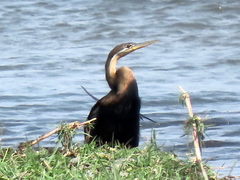 Anhinga rufa rufa