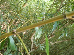 Phyllostachys makinoi