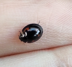 Exochomus quadripustulatus