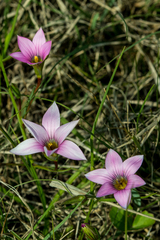 Romulea rosea