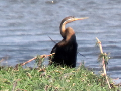 Anhinga rufa rufa