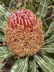 Banksia menziesii