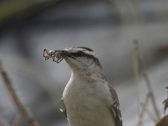 Lycosinae