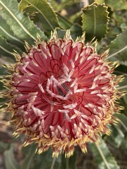 Banksia menziesii