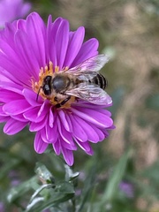Apis mellifera
