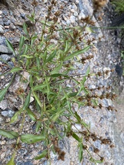 Penstemon virens