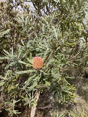 Banksia menziesii