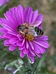 Apis mellifera