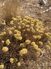 Helichrysum