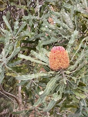 Banksia menziesii