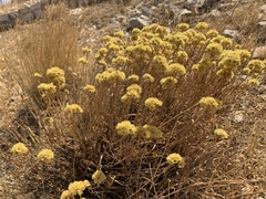Helichrysum