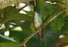 Chrysuronia oenone
