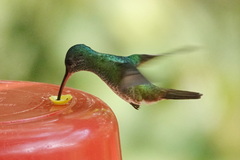 Chrysuronia oenone