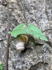 Pupinidius