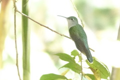 Thalurania furcata