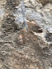 Pupinidius