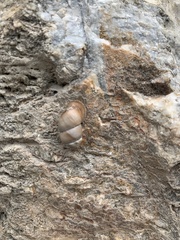 Pupinidius